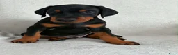 Dobermann dogs for sale: KC REGISTERED - DOBERMAN PUPPIES - Advert 19
