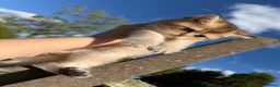 British Shorthair cats for sale: British Shorthair Cats - Advert 6
