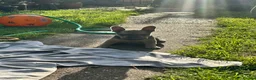 French Bulldog dogs for sale: Quality French bull dogs pups 💙💙💙🩷🩷🩷 - Advert 5