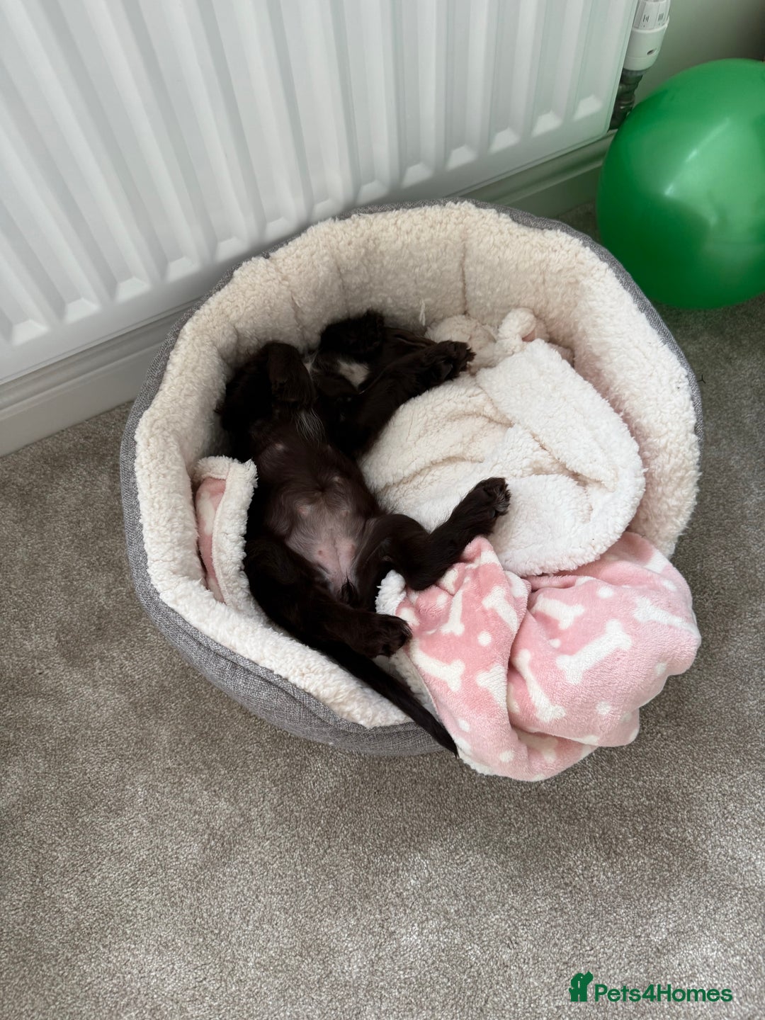 Cocker Spaniel dogs for sale: 3 month old female cocker spaniel puppy - Image 4