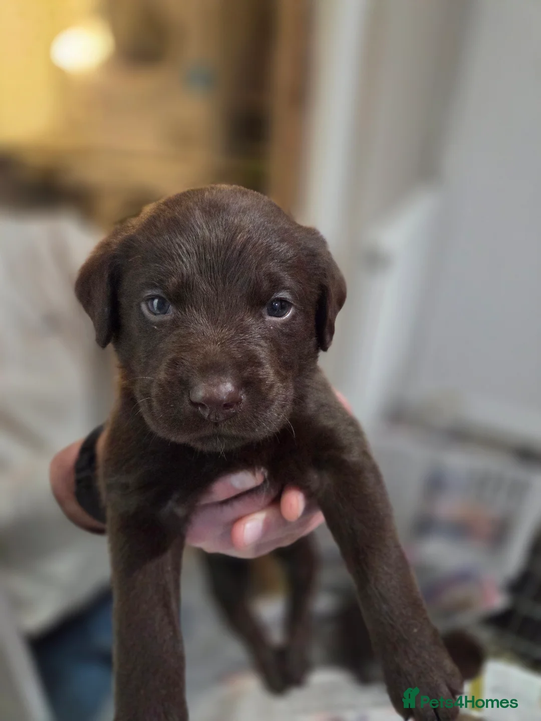 Labrador Retriever dogs for sale: Stunning KC working chocolate labs - Advert 4