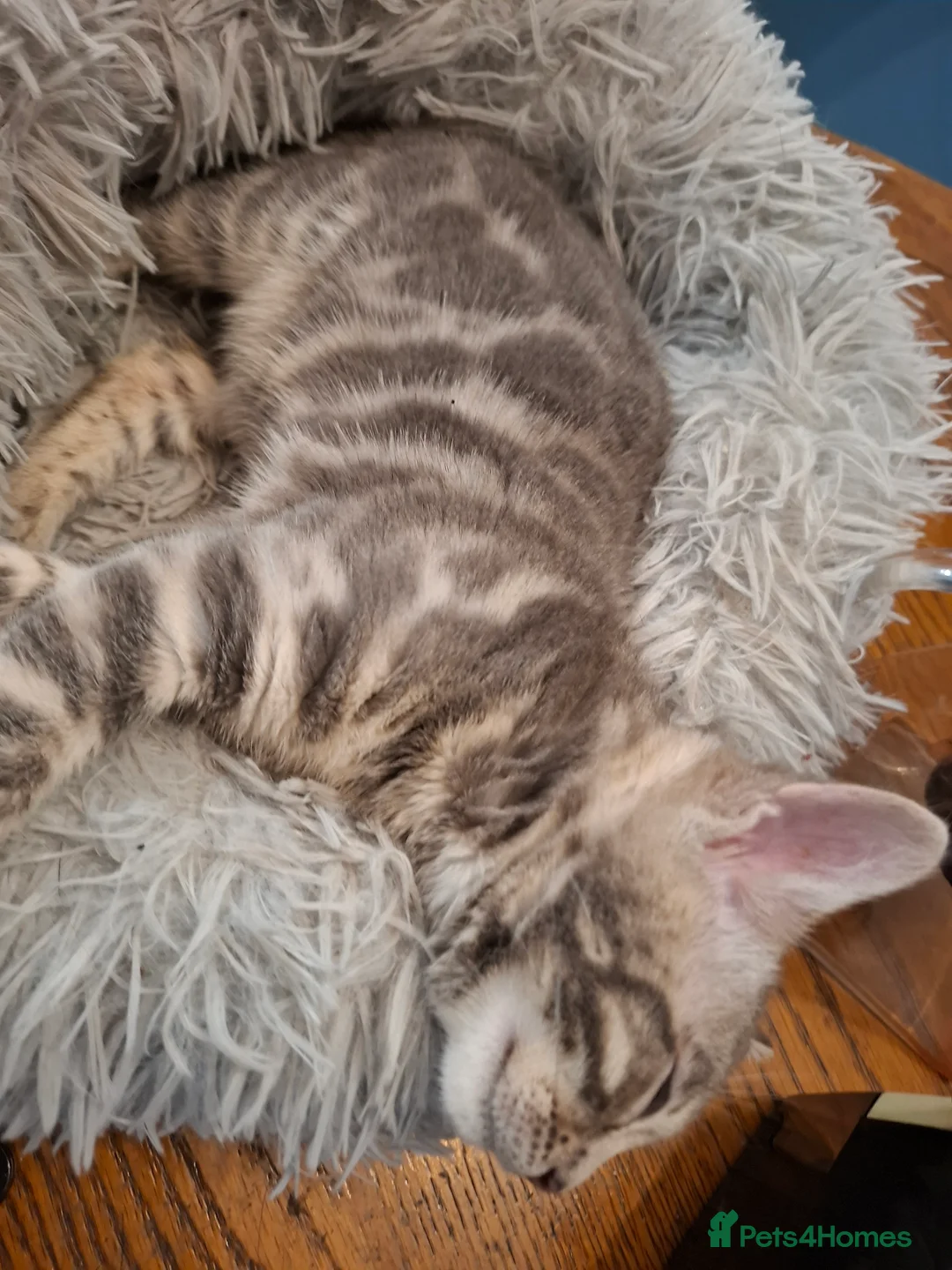 Bengal cats for sale: Stunning Blue pure bengal kittens - Advert 37