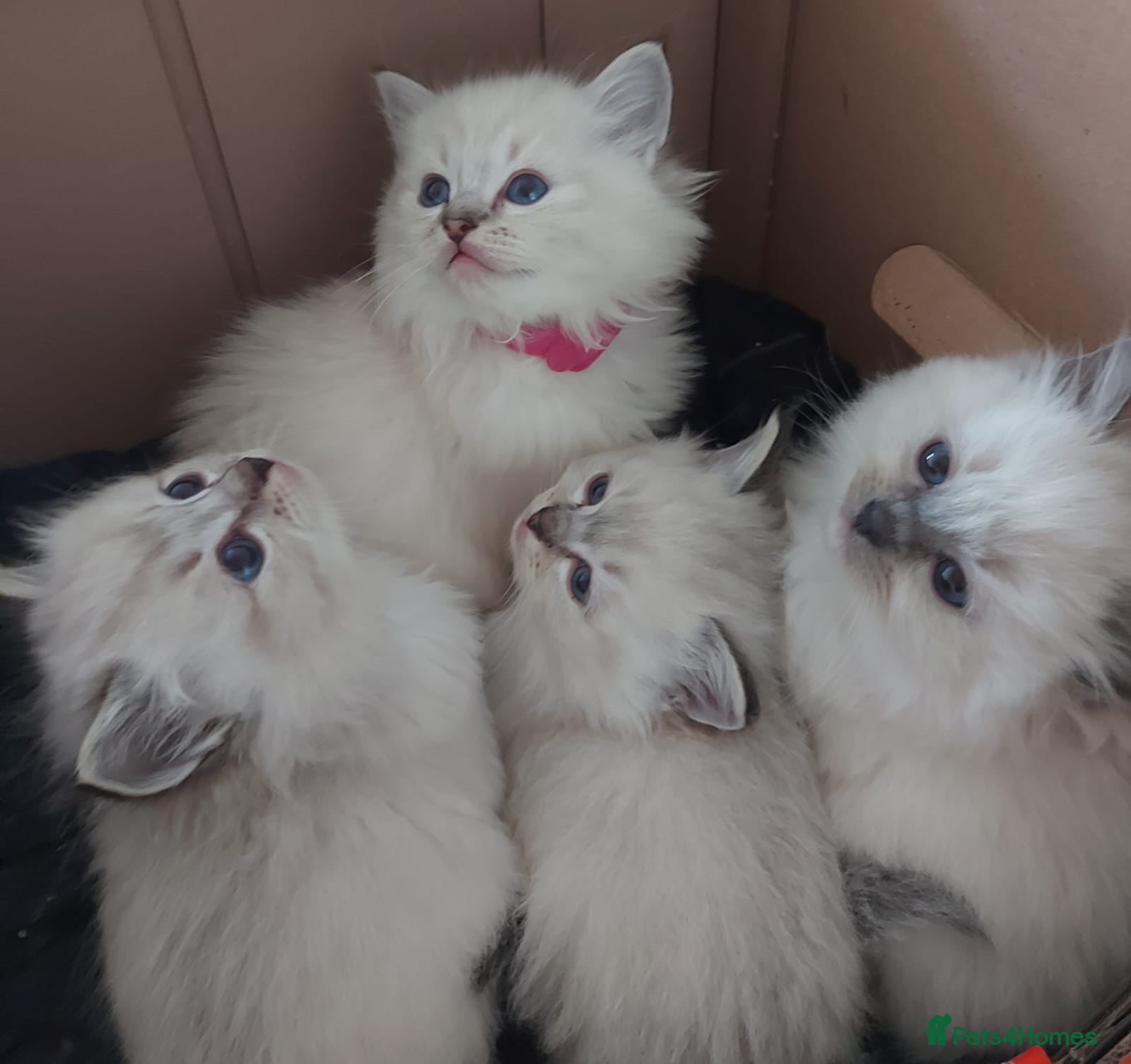 Ragdoll cats Lovely Ragdoll Kittens Looking for Caring Homes - Advert 2