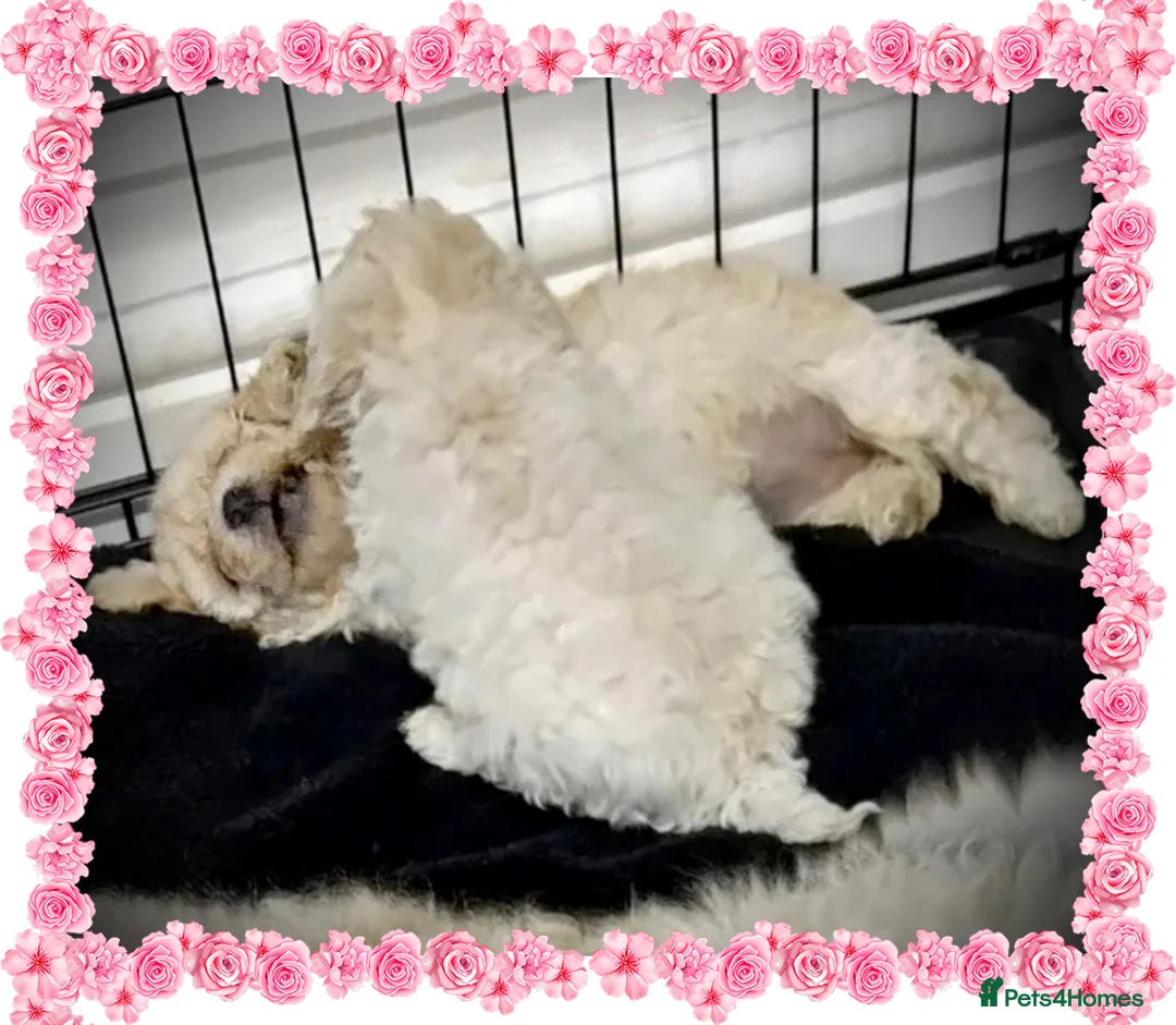 Miniature Poodle dogs for sale: 🐩💞girls girls girls 💞🐩 in Rotherham - Advert 6