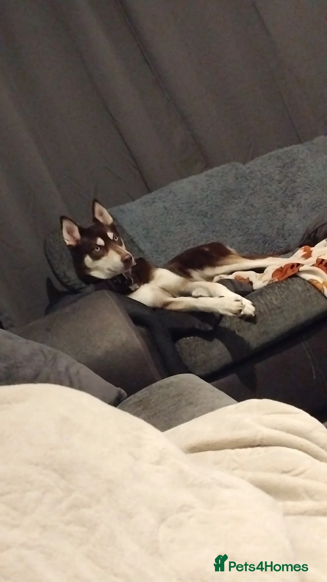 Shepsky dogs for sale: Hallie the shepsky - Advert 1