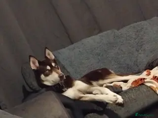 Shepsky dogs Hallie the shepsky - Advert 4