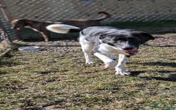 Mixed Breed dogs for adoption: Ferris for adoption - Advert 6