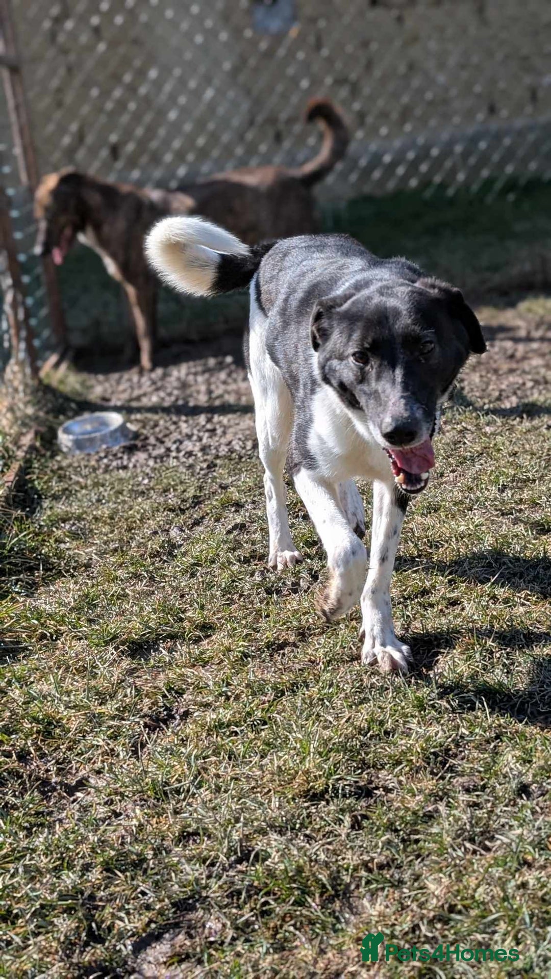 Mixed Breed dogs for adoption: Ferris for adoption - Advert 6