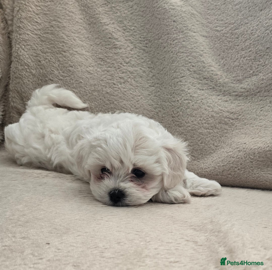 Bichon Frise dogs for sale: Bichon bolognese  - Advert 6