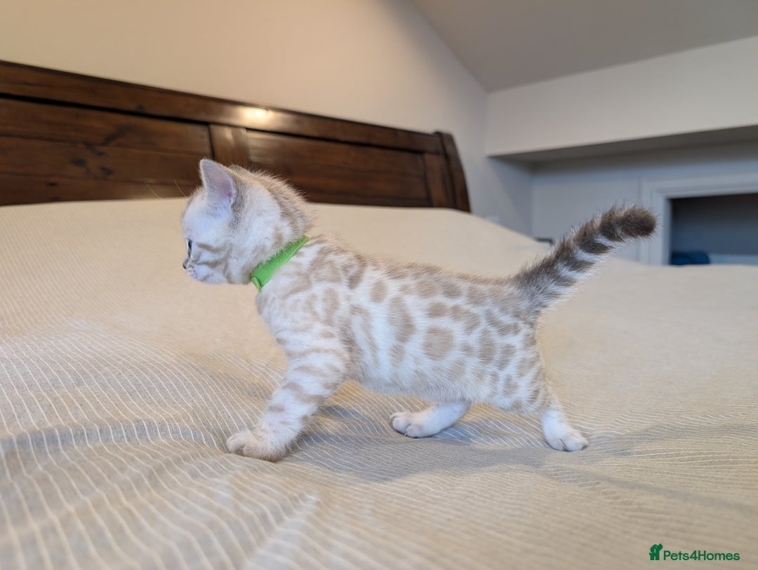 Bengal cats for sale: 🖤🤎 Gorgeous Bengal Kittens 🤎🖤 - Image 15