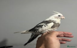 Cockatiels birds for sale: 2 baby super tame  hand reared Cockateils  - Image 1