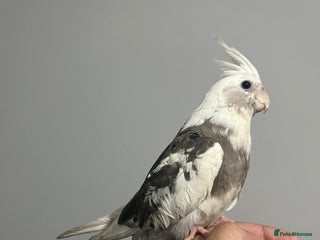 Cockatiels birds - Advert 6