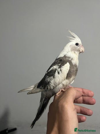 Cockatiels birds - Advert 1