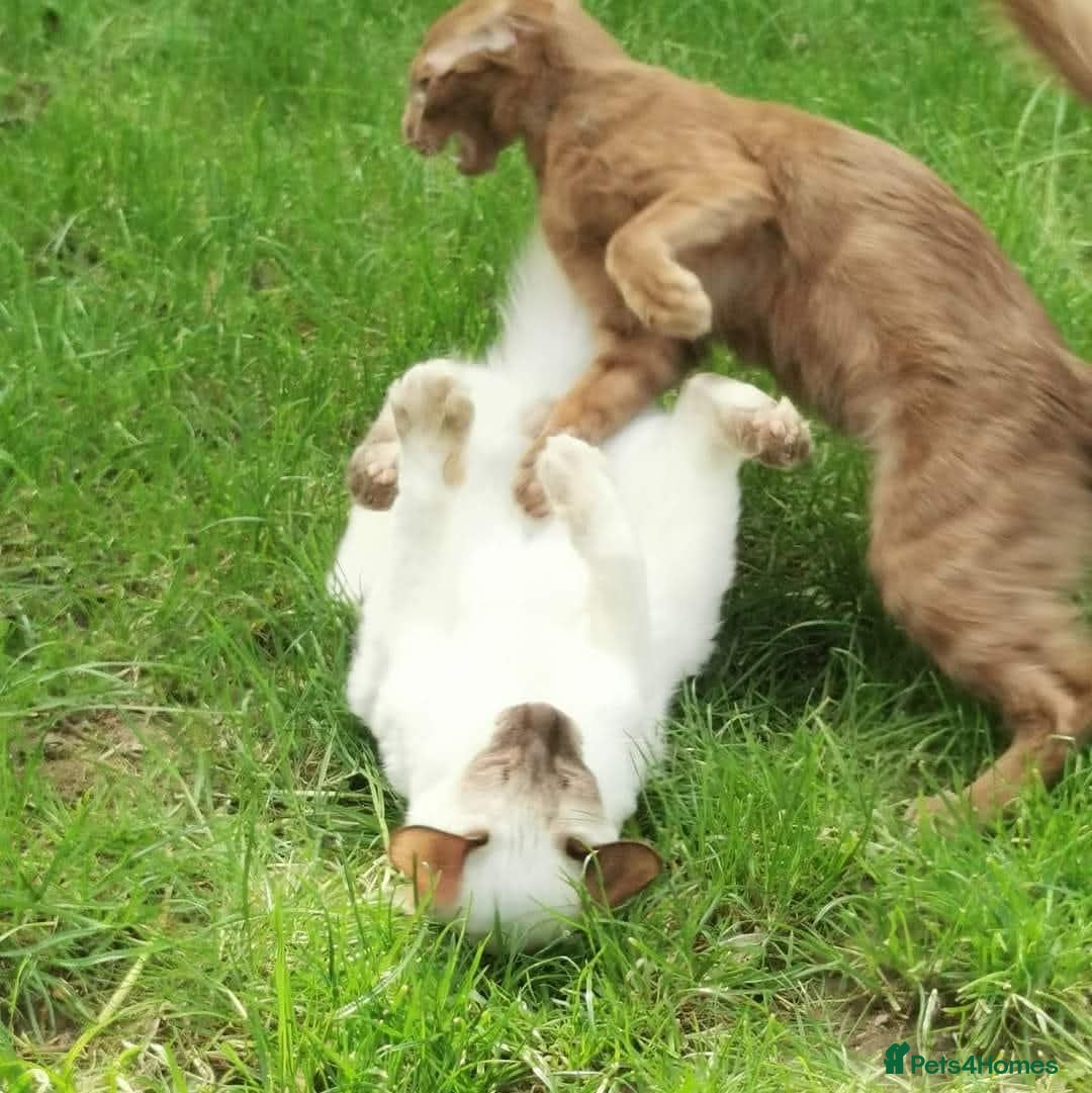 Oriental cats for sale: Stunning Cinnamon Oriental Longhair boy - Advert 13