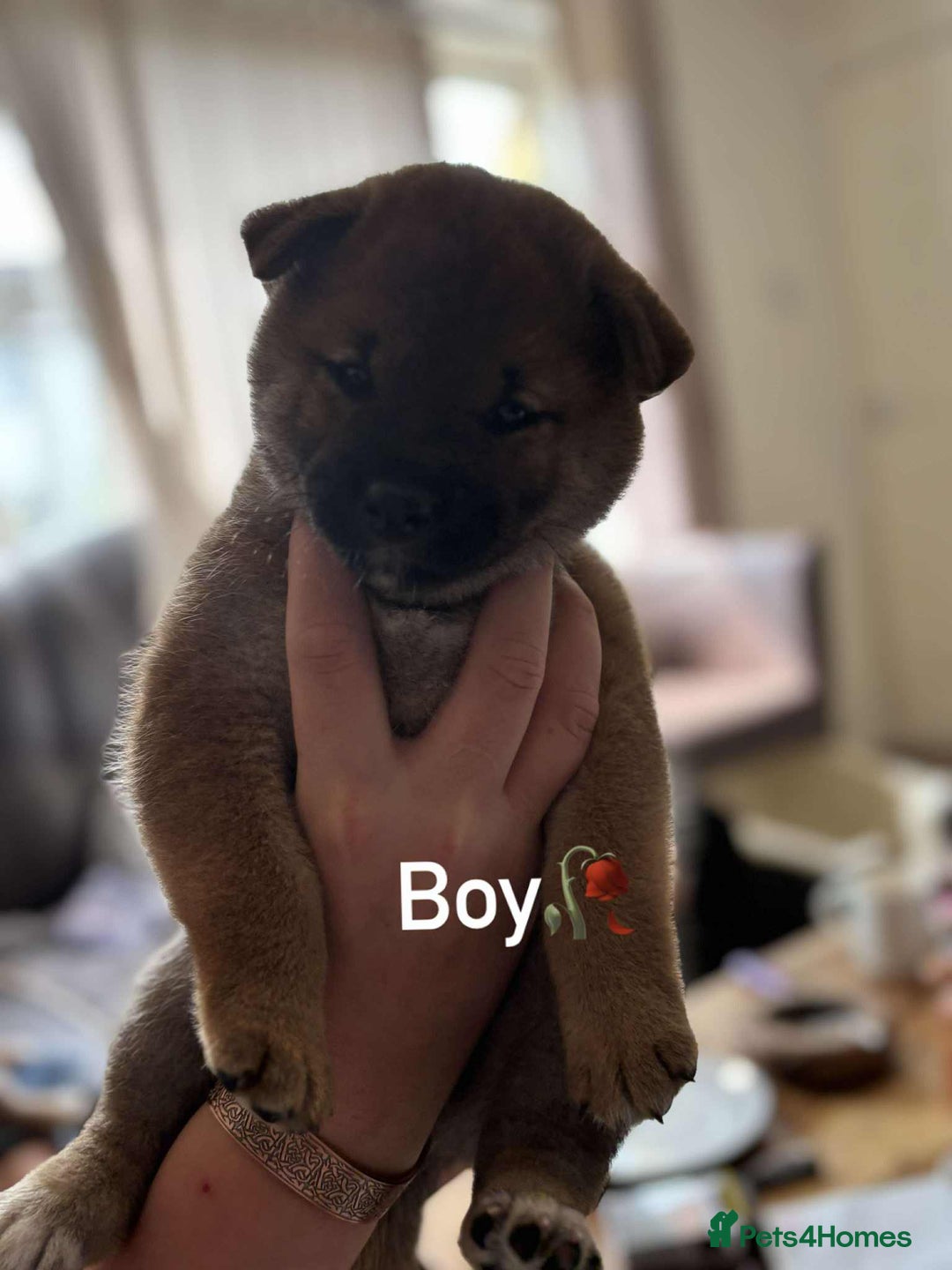Japanese Shiba Inu dogs for sale: Beautiful Japanese shiba inu puppies 🐶  - Image 4