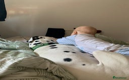 Dalmatian dogs for sale: Buddy the Dalmatian  - Image 5