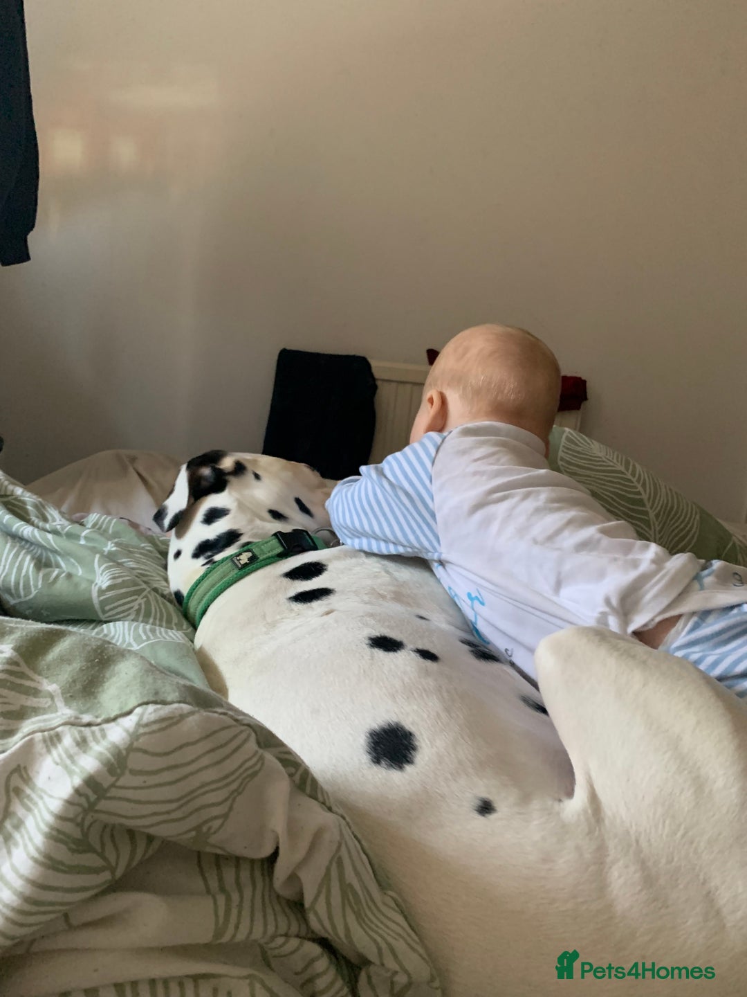 Dalmatian dogs for sale: Buddy the Dalmatian  - Image 5