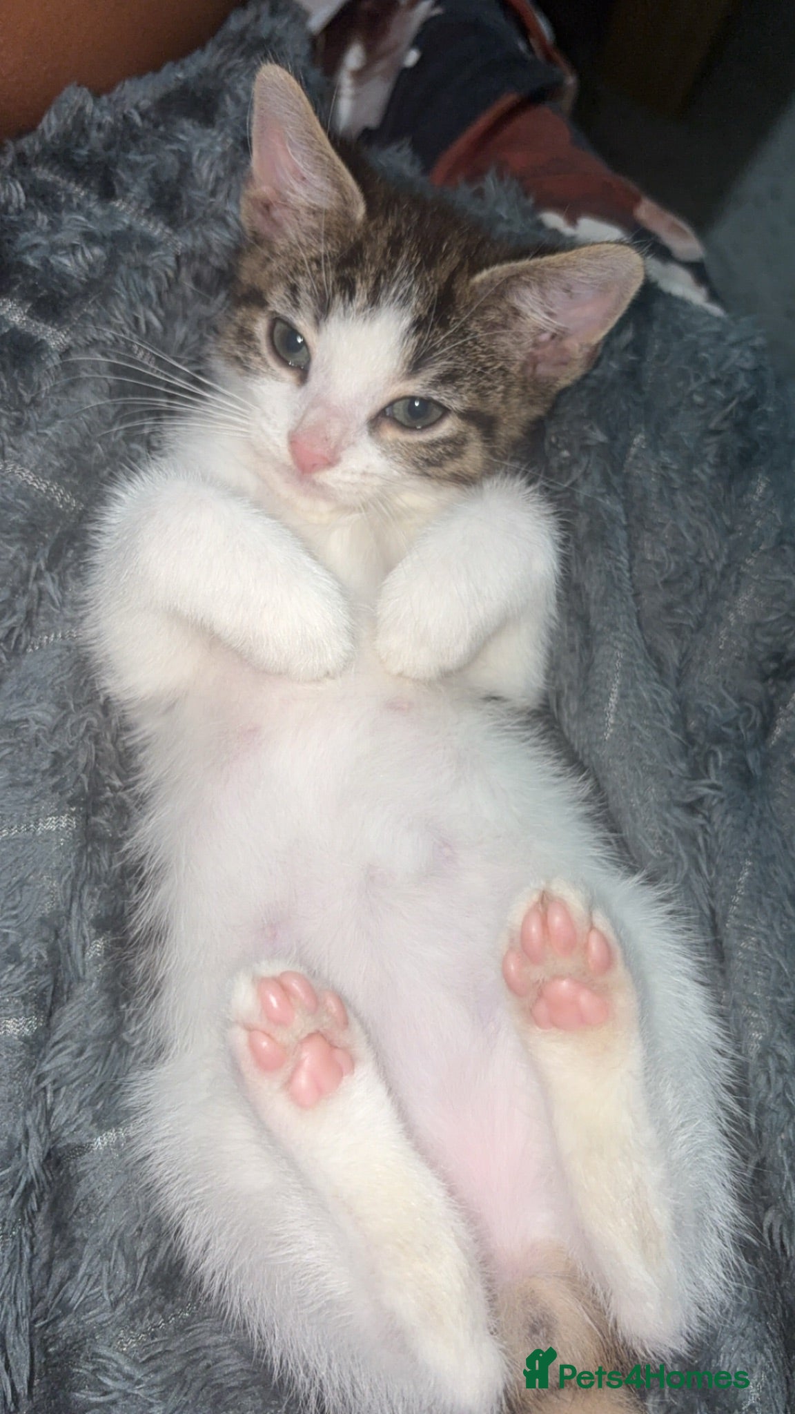 Mixed Breed cats Kitten - Advert 1