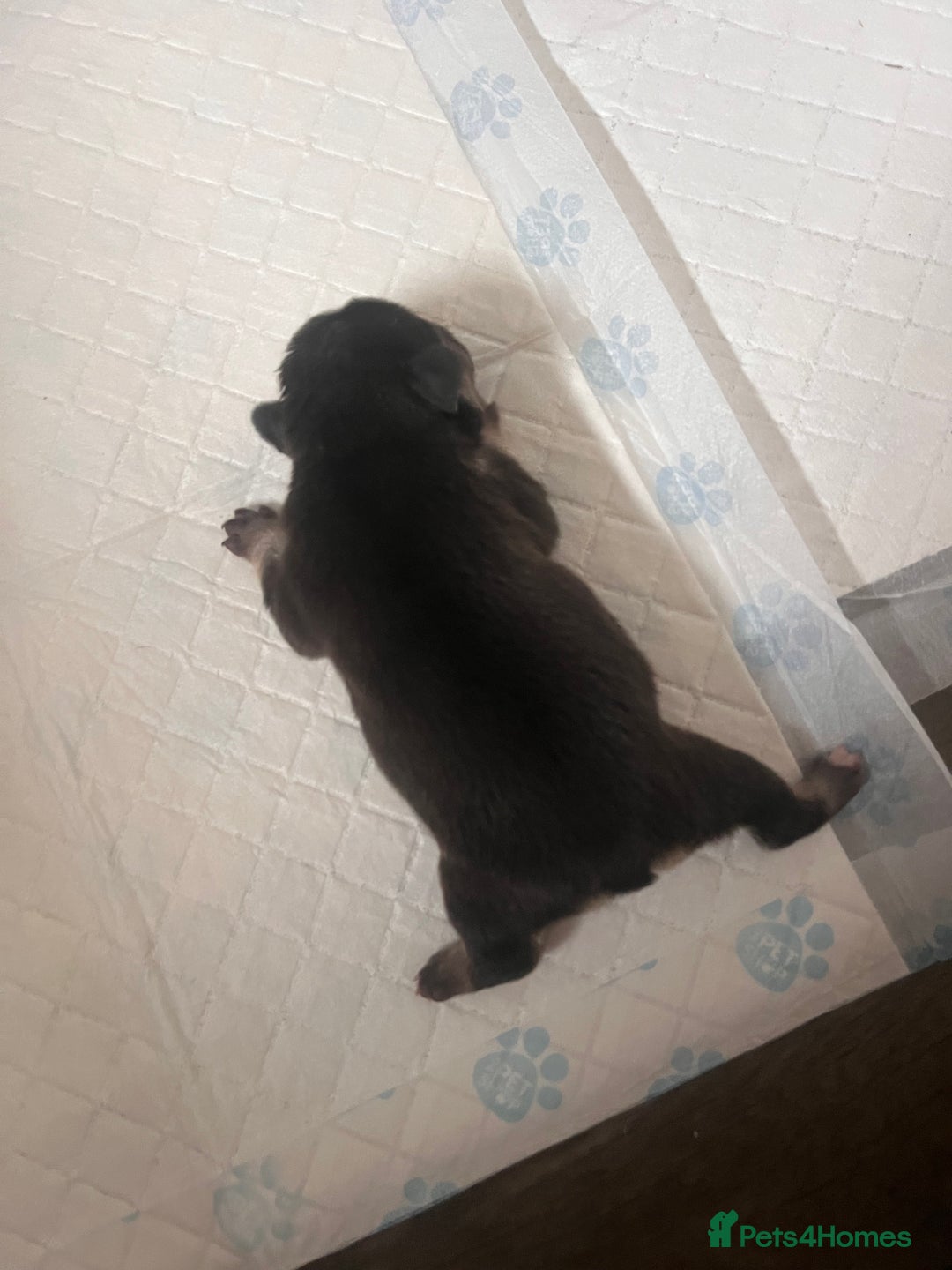French Bulldog dogs for sale: 🐶🥰FRENCHIE PUPS FOR SALE😍🐶 - Image 10