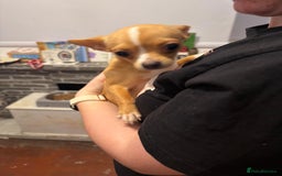 Mixed Breed dogs for sale: Males fenchie chihuahua x2 female chihuahua  - Image 16