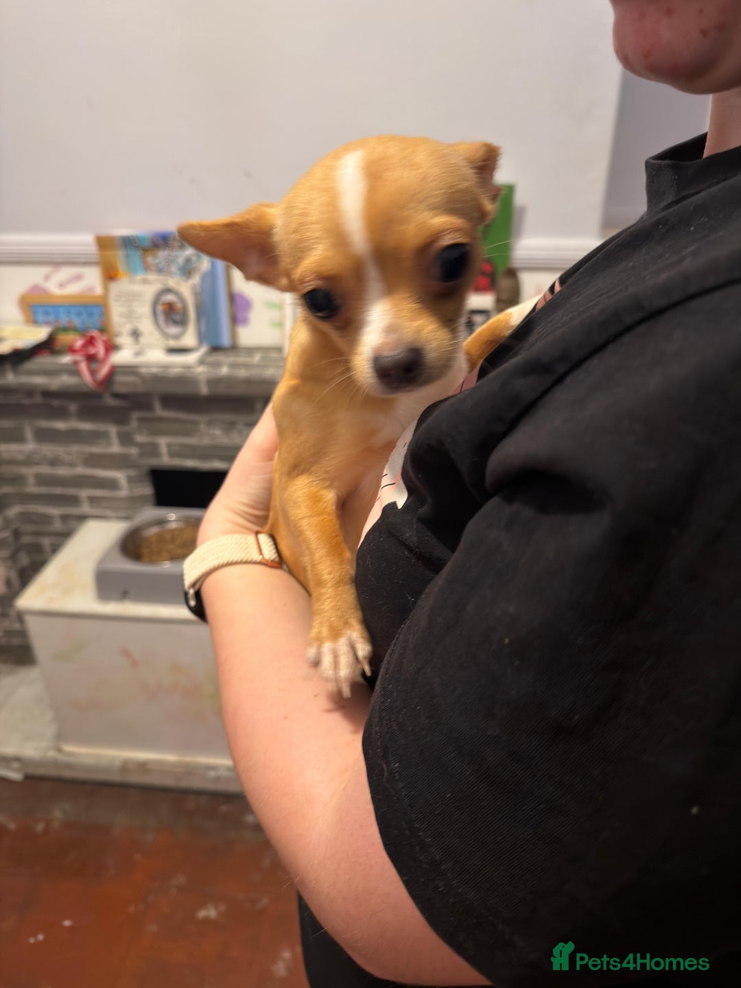 Mixed Breed dogs for sale: Males fenchie chihuahua x2 female chihuahua  - Image 16