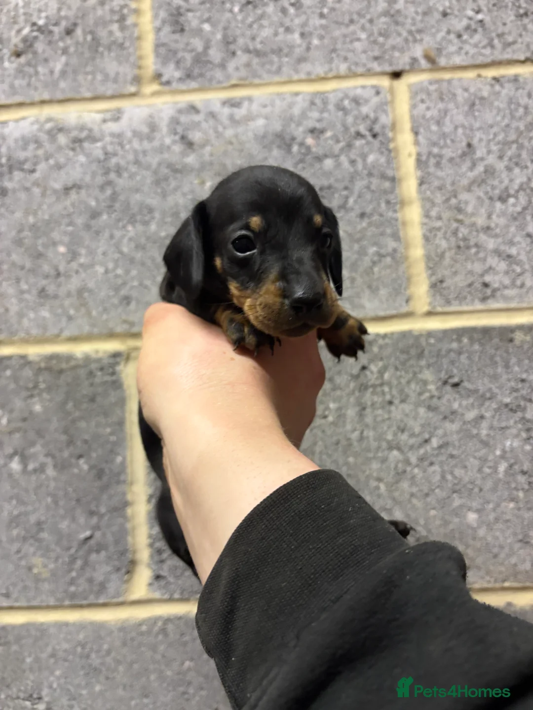Miniature Dachshund dogs for sale: 5 Stunning dachshund puppies  - Advert 5