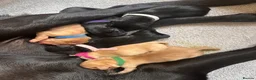 Labrador Retriever dogs for sale: Stunning KC registered Red & Black puppies - Advert 8