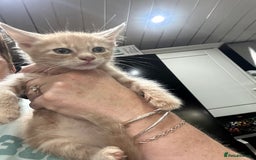 Mixed Breed cats for sale: Mainecoon x kittens  - Image 11