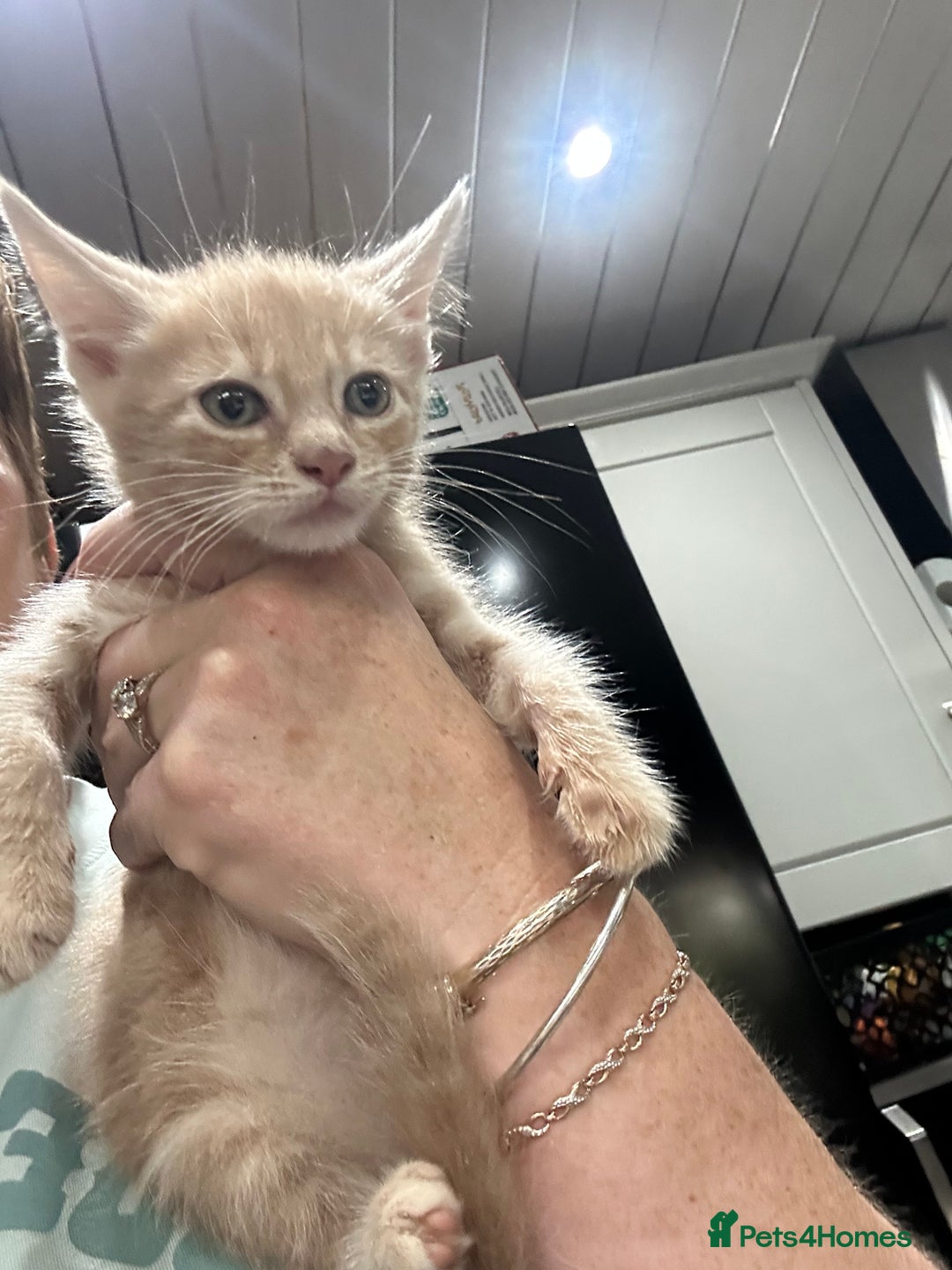 Mixed Breed cats for sale: Mainecoon x kittens  - Image 11