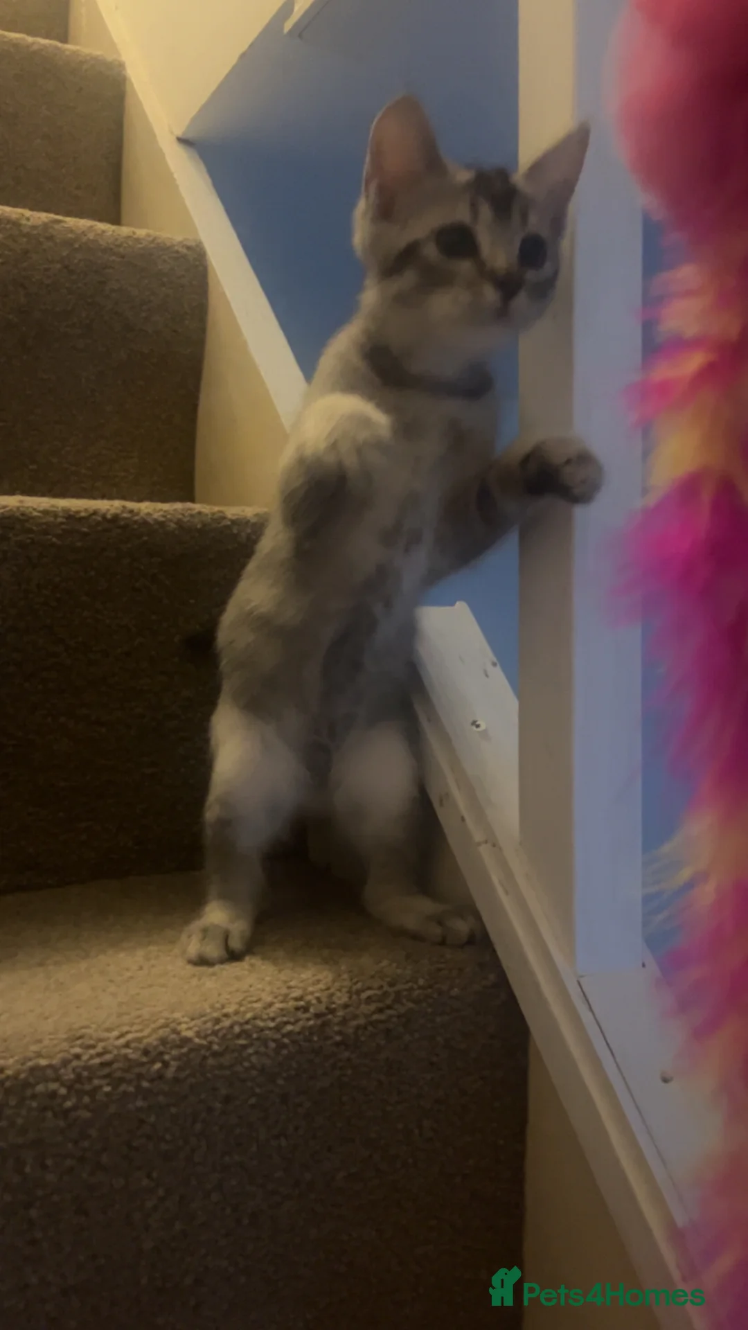 Mixed Breed cats for sale: Ragdoll X British Short Hair - Advert 2