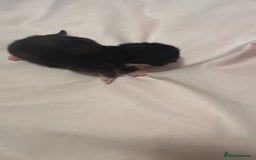 Mixed Breed cats for sale: Kittens for sale - Advert 9