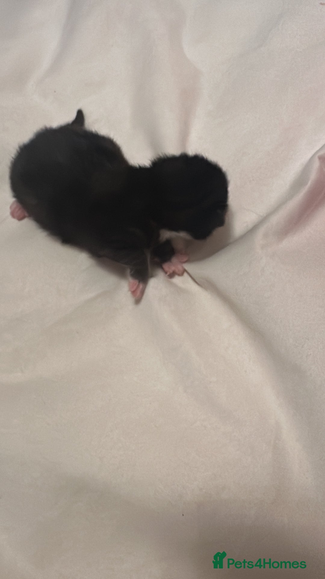 Mixed Breed cats for sale: Kittens for sale - Advert 9