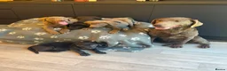 Labrador Retriever dogs for sale: Exceptional Silver & Charcoal Labrador Puppies - Advert 2