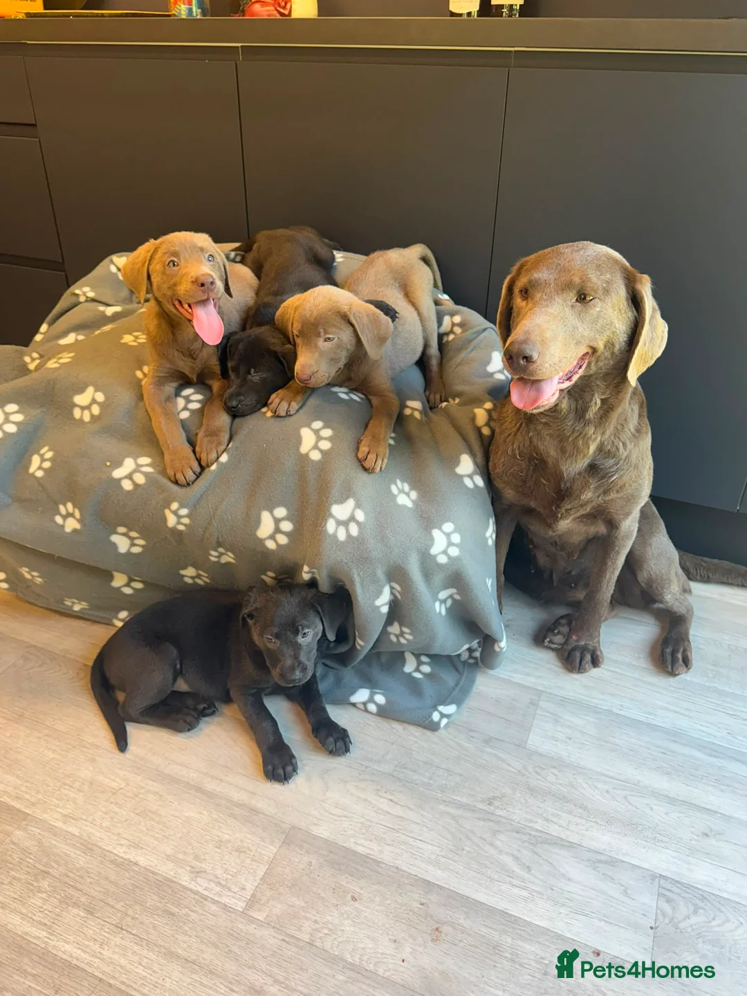 Labrador Retriever dogs for sale: Exceptional Silver & Charcoal Labrador Puppies - Advert 2