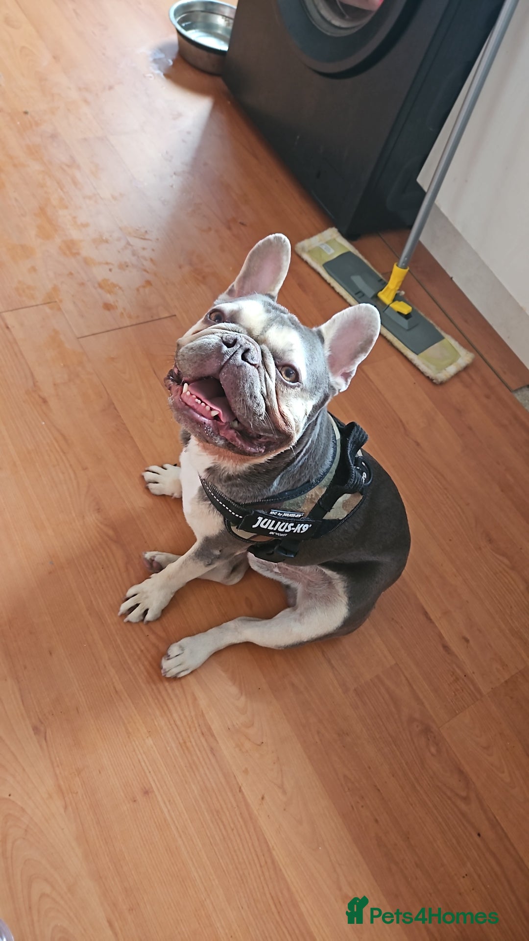 French Bulldog dogs for stud: French bulldog for stud  - Advert 5