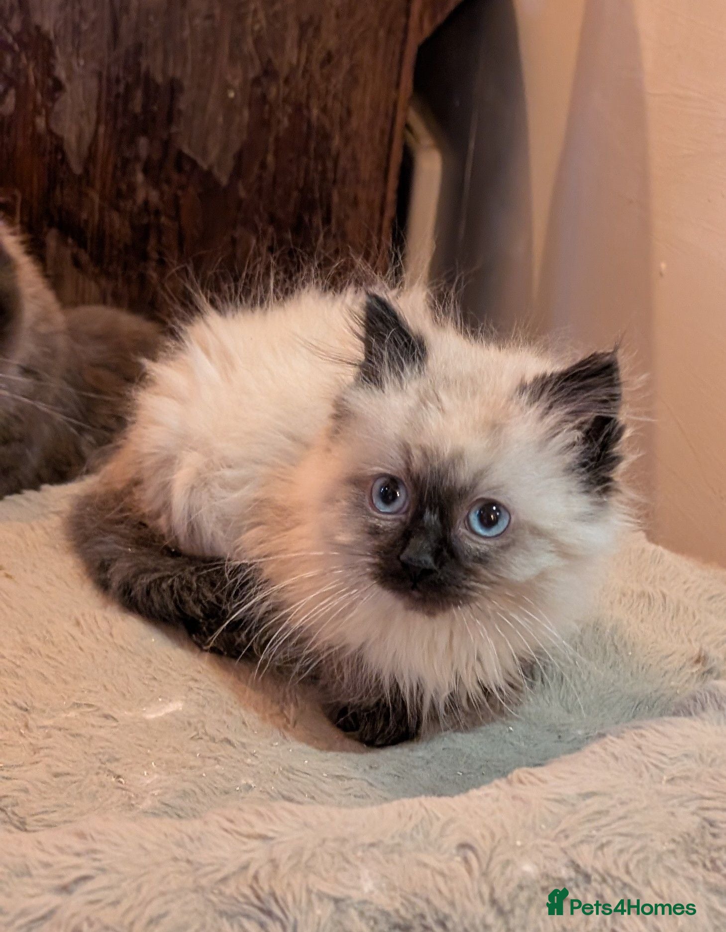 Ragdoll cats Ragdoll kittens - Advert 5