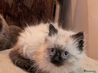Ragdoll cats Ragdoll kittens - Advert 5