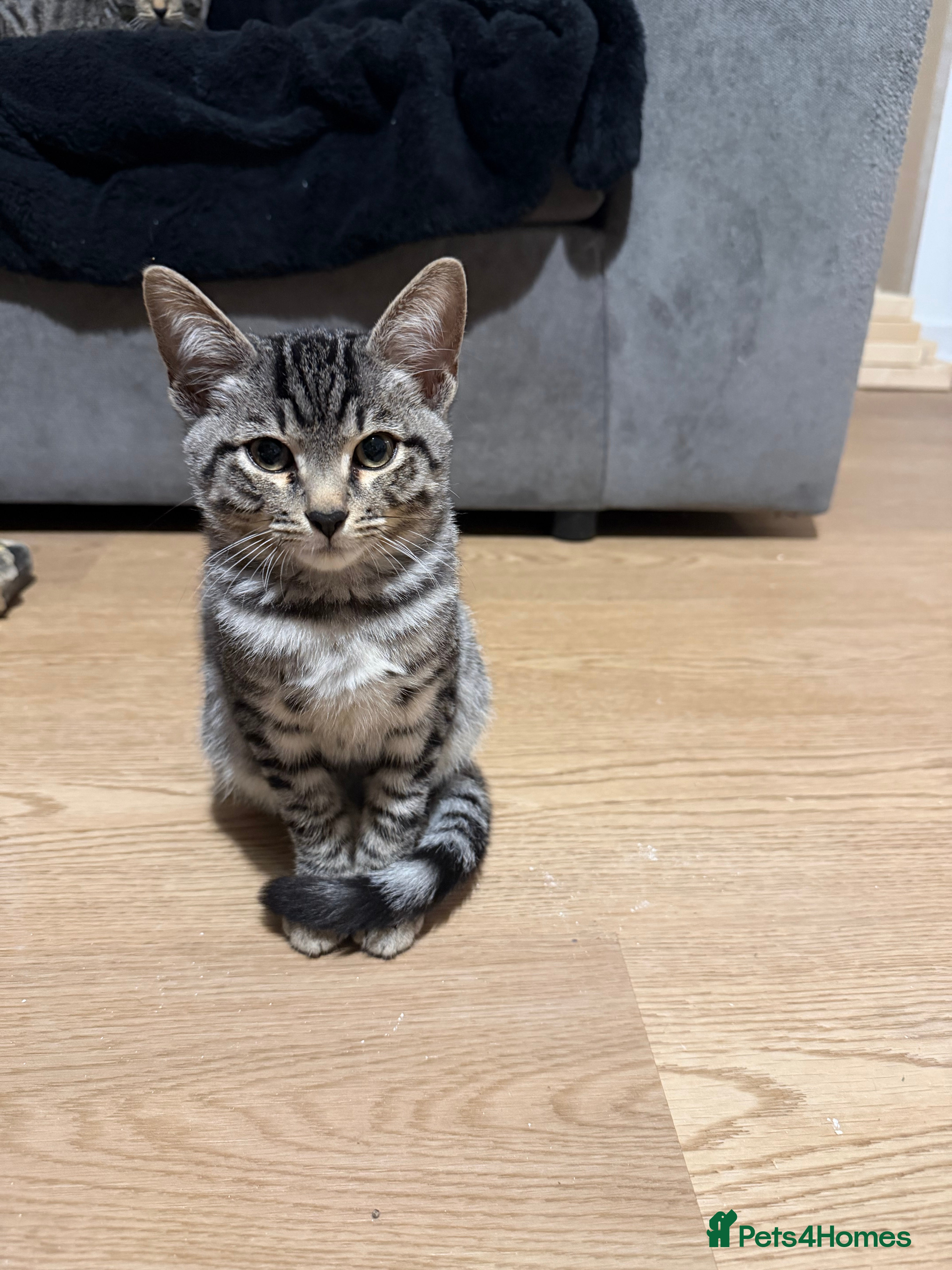 Bengal cats 2 bengal X tabby male kittens  - Advert 18