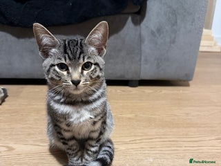 Bengal cats - Advert 2