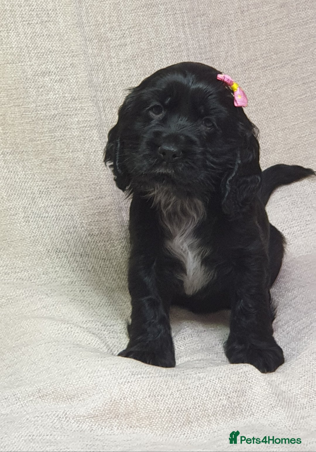 Cocker Spaniel dogs for sale: Show type unique markings cocker spaniel puppies  - Advert 27