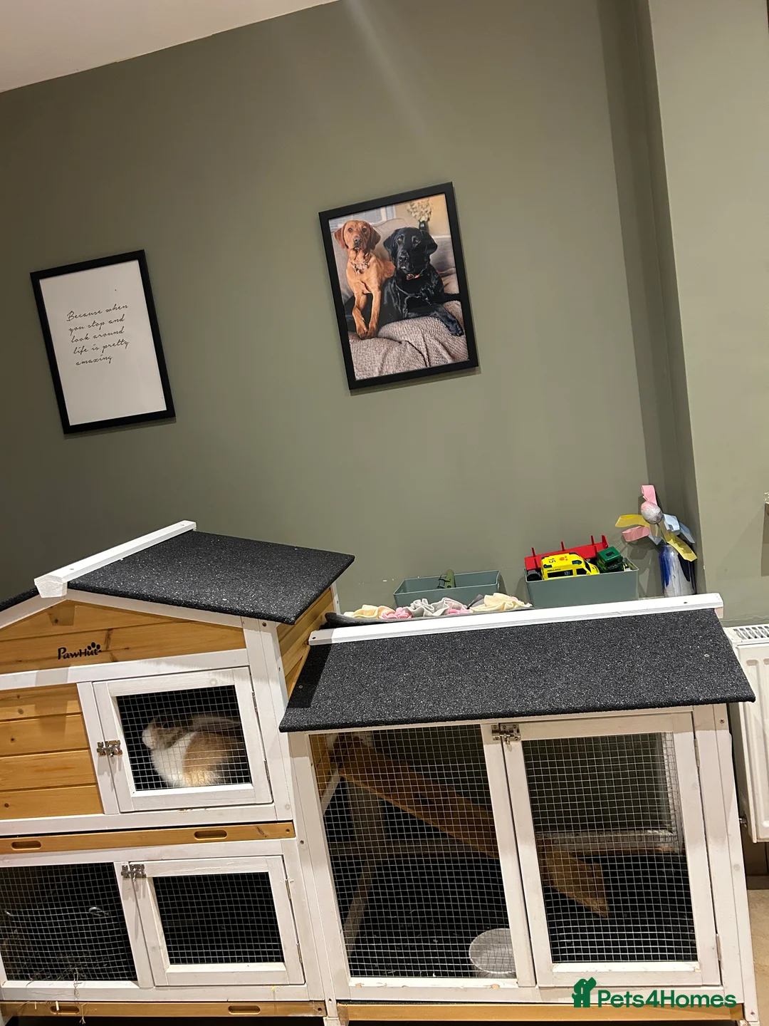 English Lop rabbits for sale: Two female rabbits  - Advert 3