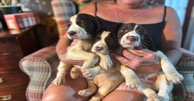 English Springer Spaniel dogs - Advert 1