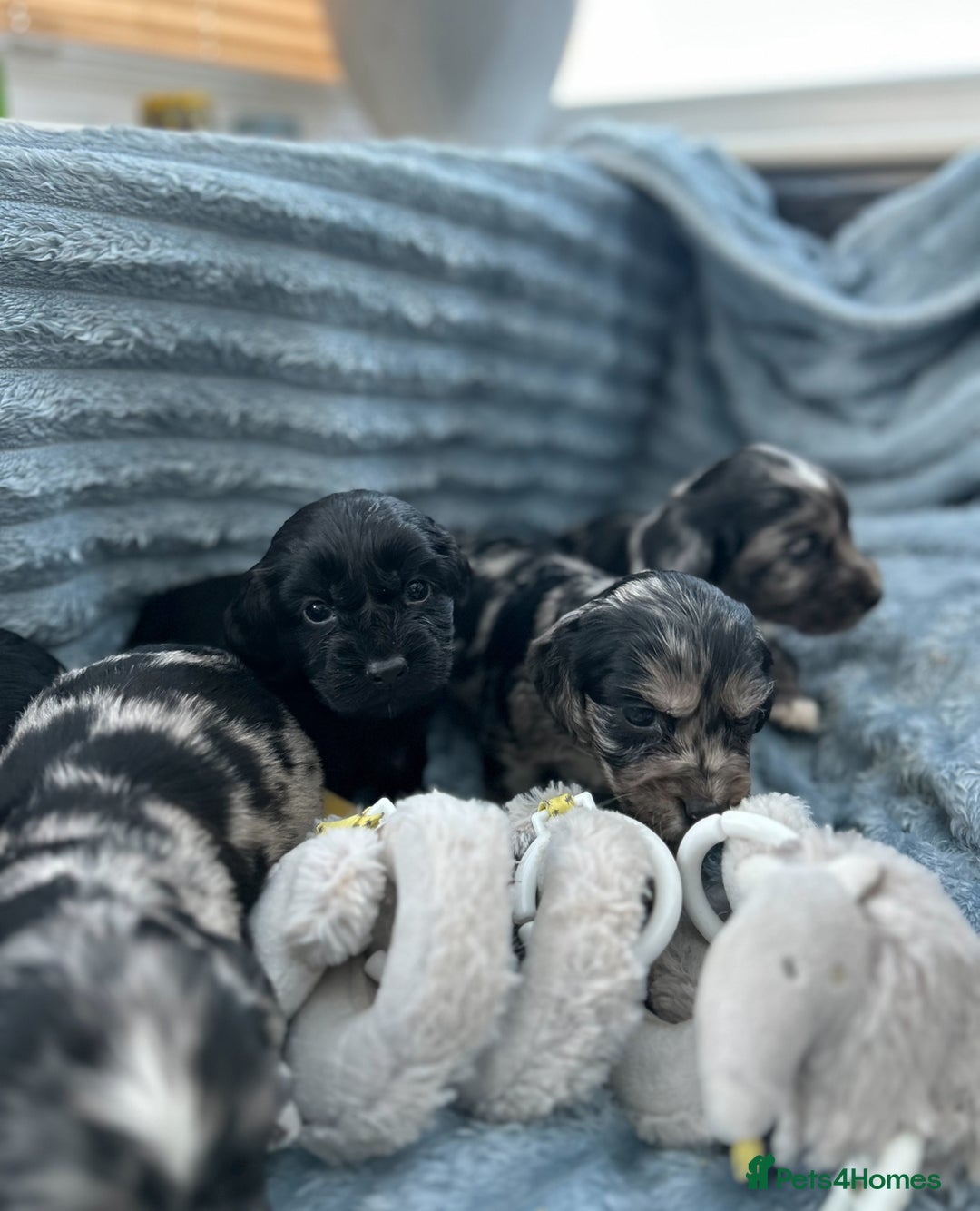 Cocker Spaniel dogs for sale: Stunning and unique puppies, DNA health tested - Advert 5