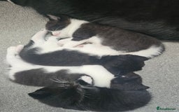 Mixed Breed cats for sale: Three gorgeous male kittens for sale - Image 7
