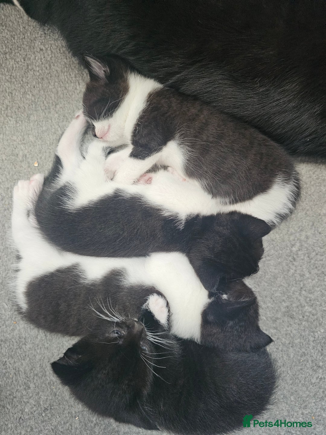 Mixed Breed cats for sale: Three gorgeous male kittens for sale - Image 7