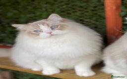 Ragdoll cats for sale: Ragdoll adult  Tica  - Image 9