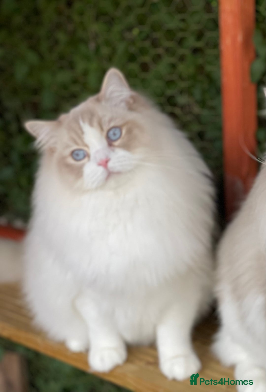 Ragdoll cats for sale: Ragdoll adult  Tica  - Image 9