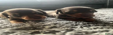 Miniature Dachshund 3