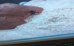 Corn Snake reptiles for sale: Adult Corn Snake - Image 5