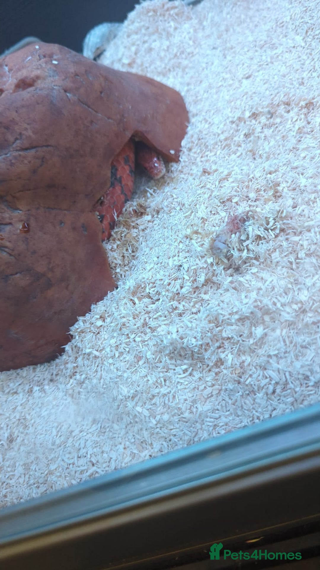 Corn Snake reptiles for sale: Adult Corn Snake - Image 5